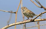 Cassin's Sparrowborder=